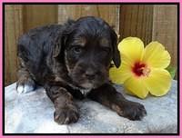 Shelby Duke pups 4 wks old 11