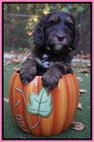 Shelby Duke pups 6 wks old 111