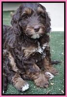 Shelby Duke pups 7 wks old 21