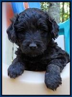 Shelby Duke pups 5 wks old61