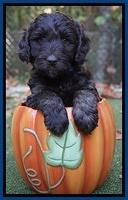 Shelby Duke pups 6 wks old 201