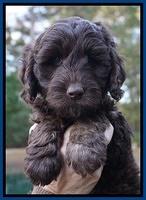 Shelby Duke pups 7 wks old 81