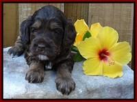 Shelby Duke pups 4 wks old 51