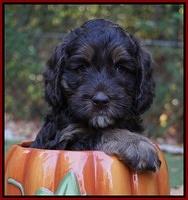 Shelby Duke pups 6 wks old 61