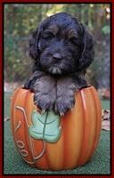 Shelby Duke pups 6 wks old 71