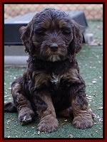 Shelby Duke pups 7 wks old 131