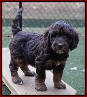 Shelby Duke pups 7 wks old 141