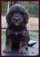 Shelby Duke pups 7 wks old 151