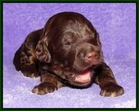Shelby Duke pups 2 wks old 121