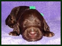 Shelby Duke pups 2 wks old 131
