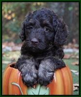 Shelby Duke pups 6 wks old 151