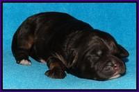 Shelby Duke pups 1 wk old 151