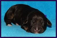 Shelby Duke pups 1 wk old 161