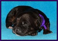 Shelby Duke pups 1 wk old 171