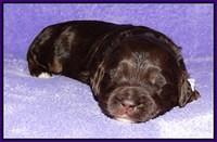 Shelby Duke pups 2 wks old 141