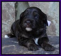 Shelby Duke pups 3 wks old 121