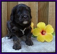 Shelby Duke pups 4 wks old 101