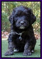 Shelby Duke pups 5 wks old161