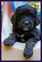 Shelby Duke pups 5 wks old181