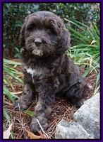 Shelby Duke pups 8 wks old 131
