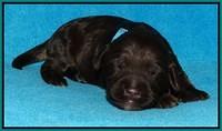 Shelby Duke pups 1 wk old 181