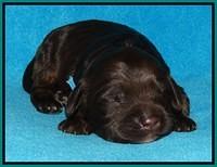 Shelby Duke pups 1 wk old 211