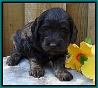 Shelby Duke pups 4 wks old 81