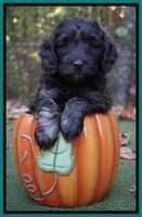 Shelby Duke pups 6 wks old 21