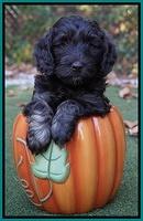 Shelby Duke pups 6 wks old 31