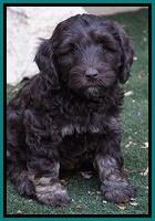 Shelby Duke pups 7 wks old 261