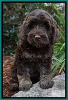 Shelby Duke pups 8 wks old 101