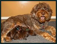 Shelby Duke Newborn puppy 21