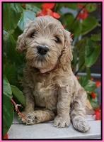 GEm Pitch pups 4 wks old11
