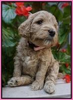 GEm Pitch pups 4 wks old21