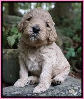 Gem PItch pups 3 wks old41