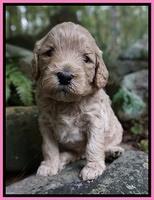 Gem PItch pups 3 wks old51