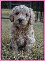 Gem Pitch pups 5 wks old 31