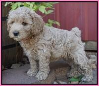 Gem Pitch pups 6 wks old11