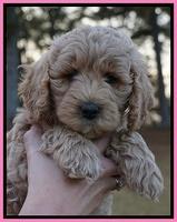 Gem Pitch pups 7 wks old 21