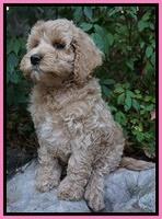 Gem Pitch pups 8 wks old 31