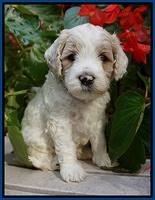 GEm Pitch pups 4 wks old61