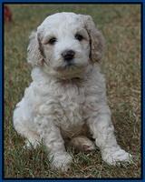 Gem Pitch pups 5 wks old 51