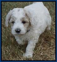 Gem Pitch pups 5 wks old 71