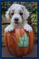 Gem Pitch pups 6 wks old121