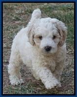 Gem Pitch pups 6 wks old71