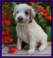 GEm Pitch pups 4 wks old81