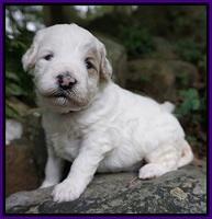 Gem PItch pups 3 wks old71