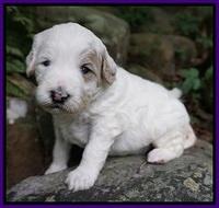 Gem PItch pups 3 wks old81