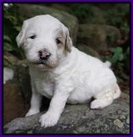 Gem PItch pups 3 wks old91