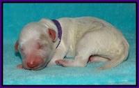 Gem Pitch Newborn pups 71